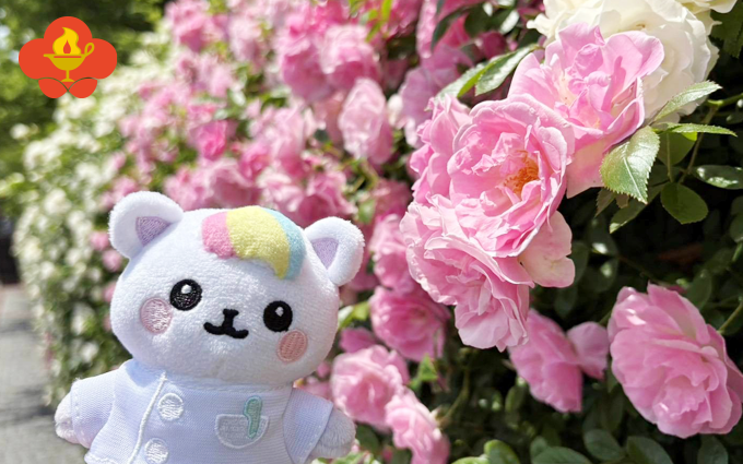 薔薇